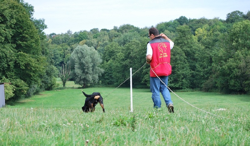 Falko de La Haie des Copelins