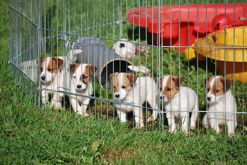 de La Haie des Copelins - Jack Russell Terrier - Portée née le 13/06/2012
