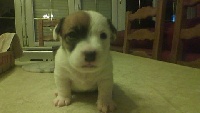 de La Haie des Copelins - Jack Russell Terrier - Portée née le 16/09/2011
