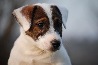 de La Haie des Copelins - Jack Russell Terrier - Portée née le 22/12/2008