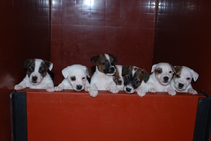 de La Haie des Copelins - Jack Russell Terrier - Portée née le 15/11/2013