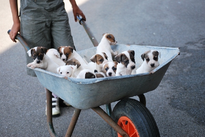 de La Haie des Copelins - Jack Russell Terrier - Portée née le 06/05/2010