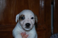 CHIOT