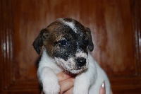 CHIOT